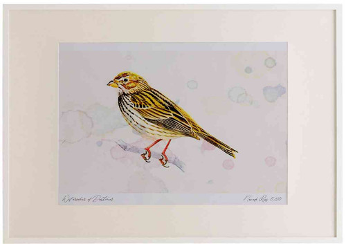 A2 corn bunting.jpg