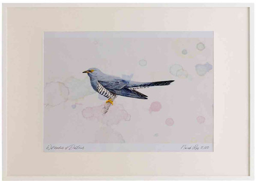 A2 cuckoo male.jpg