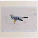 A2 cuckoo male