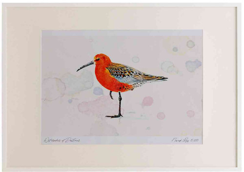 A2 curlew sandpiper adult breeding plumage.jpg