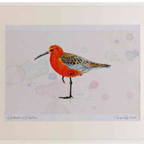 A2 curlew sandpiper adult breeding plumage