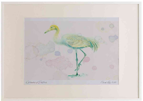 A2 crane juvenile.jpg