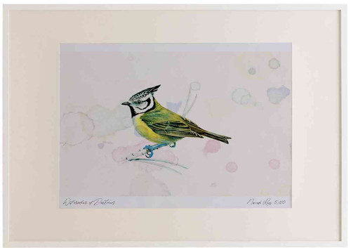 A2 crested tit.jpg