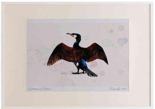 A2 cormorant adult.jpg