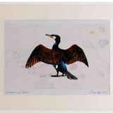 A2 cormorant adult