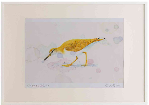A2 common sandpiper.jpg