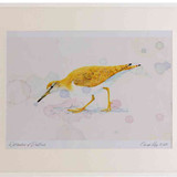 A2 common sandpiper