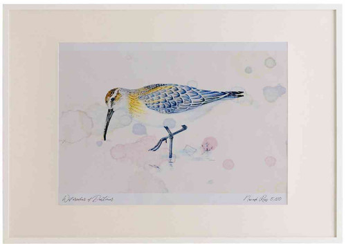 A2 curlew sandpiper juvenile.jpg