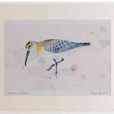 A2 curlew sandpiper juvenile