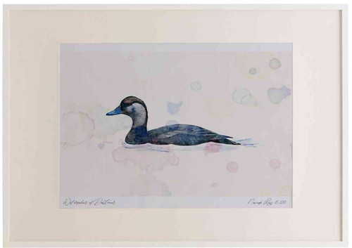 A2 common scoter female
