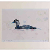 A2 common scoter female