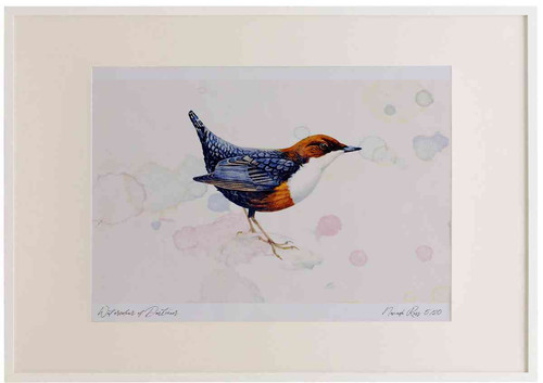 A2 dipper adult.jpg