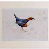 A2 dipper adult