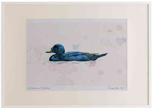 A2 common scoter male