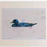 A2 common scoter male