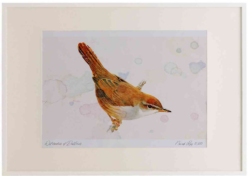 A2 cetti s warbler.jpg
