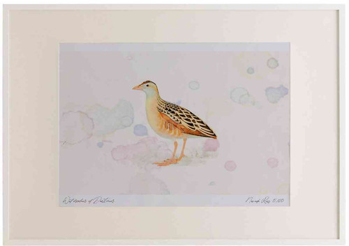 A2 corncrake.jpg