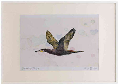 A2 cormorant adult inflight.jpg