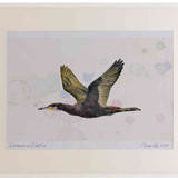 A2 cormorant adult inflight