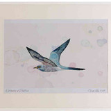 A2 cuckoo male inflight