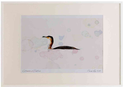 A2 cormorant adult swimming.jpg