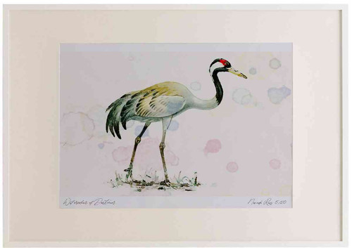 A2 crane adult.jpg