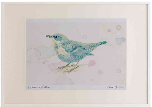 A2 dipper juvenile.jpg