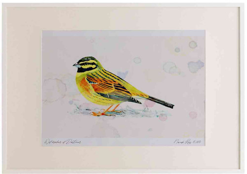 A2 cirl bunting male.jpg
