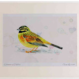 A2 cirl bunting male