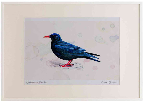 A2 chough.jpg