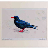 A2 chough