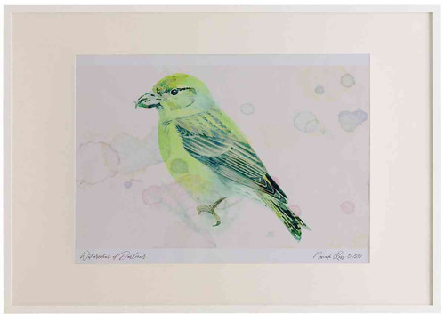 A2 common crossbill female.jpg