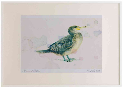 A2 cormorant juvenile.jpg
