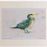 A2 cormorant juvenile