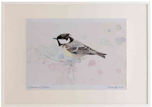 A2 coal tit adult.jpg