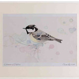 A2 coal tit adult