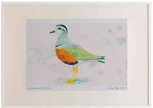 A2 dotterel adult female.jpg
