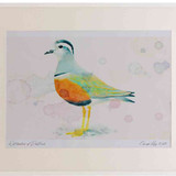 A2 dotterel adult female