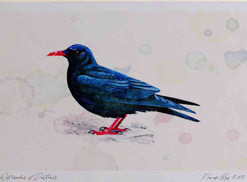 A4 chough.jpg