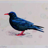 A4 chough