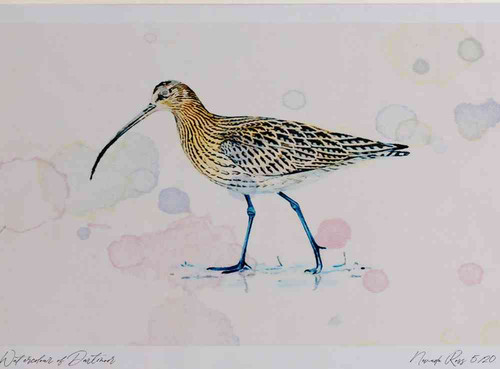 A4 curlew.jpg