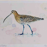 A4 curlew
