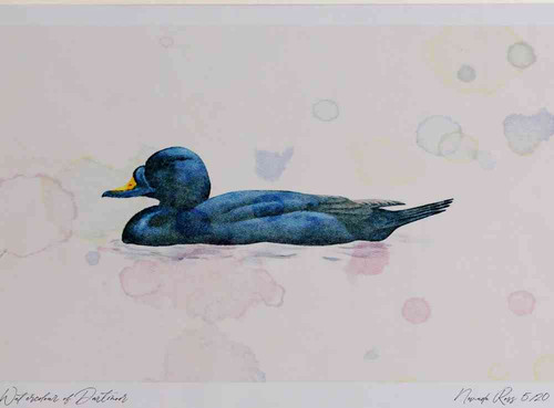 A4 common scoter male.jpg