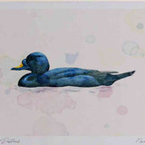 A4 common scoter male