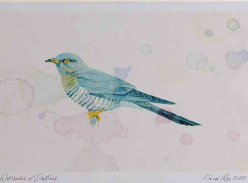 A4 cuckoo grey female.jpg