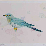 A4 cuckoo grey female