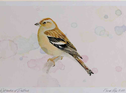 A4 chaffinch female.jpg