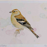 A4 chaffinch female