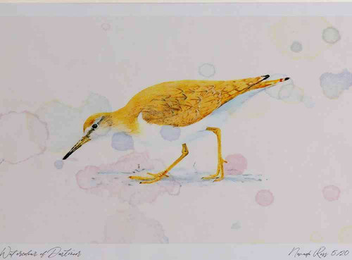 A4 common sandpiper.jpg