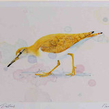 A4 common sandpiper